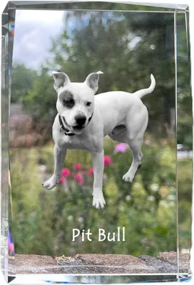 Obrázek produktu pro Art-Dog Fotorámeček – Pitbul
