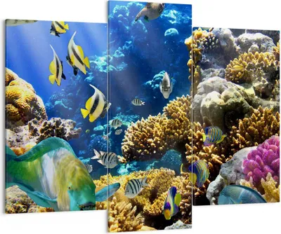 Produktbild von Bild auf Leinwand - Leinwandbild - Korallenriff Ozean Krabbe Fisch - 130x100cm - Wand Bild - Wanddeko - Leinwanddruck - Bilder - Kunstdruck - Leinwand bilder - Wandkunst - CB130x100-2662