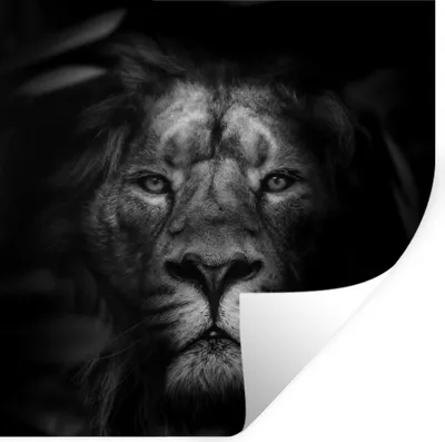 Produktbild von MuchoWow® Wandtattoo Wandsticker Wandaufkleber Tiere - Löwe - Wilde Tiere - Schwarz - Weiß 50x50 cm Selbstklebend und Repositionierbar - Selbstklebend - Fototapeten