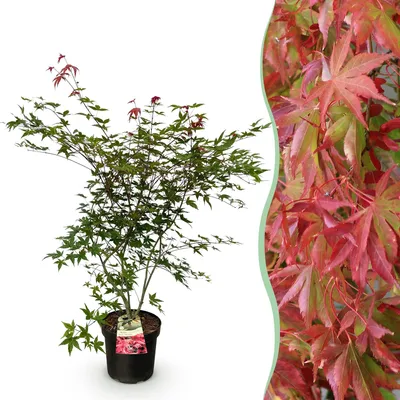 Obrázek produktu pro Japonský javor Acer palmatum Beni Maiko, cervenolistá opadavá zahradní
