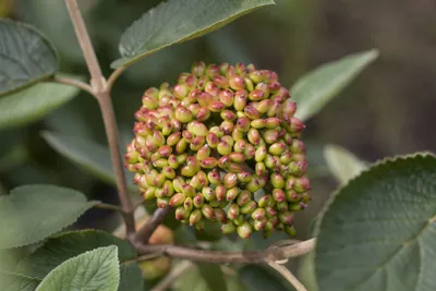 A close-up view of a cluster of unripe berries on a branch, surrounded by green leaves.