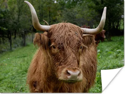 Produktbild von MuchoWow® Poster Schottische Highlander - Tiere - Gras 160x120 cm - Foto Plakat