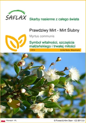 Zdjęcie produktu dla SAFLAX - Prawdziwy Mirt - Mirt Ślubny - 30 Nasiona - Myrtus communis