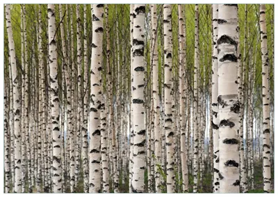 Produktbild von Wallario Premium Glasbild, freischwebende Optik, kräftige Farben, Größe 100 x 70 cm Motiv Birkenwald - Baumstämme in schwarz weiß