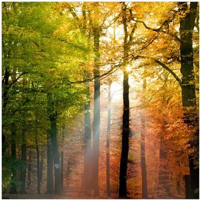Produktbild von Wallario Sticker / Aufkleber für Kühlschrank / Geschirrspüler / Küchenschränke, selbstklebende Folie - 60 x 60 cm, Motiv: Sonnenuntergang im Herbstwald