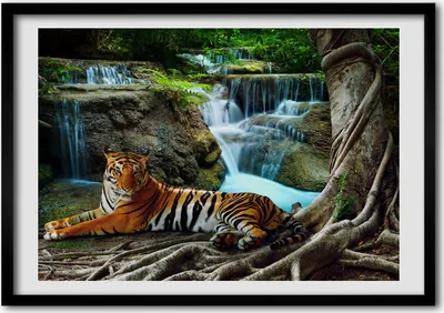 Produktbild von Bild - Bilder - Bilderrahmen - 70 cm x 50 cm - MDF-Rahmen, Wandkunst Tiger Wasserfall
