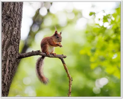 Produktbild von Wallario Wandbild Eichhörnchen auf einem Ast, Größe: 40,30 x 50,30 cm, Poster mit weißem Aluminiumrahmen
