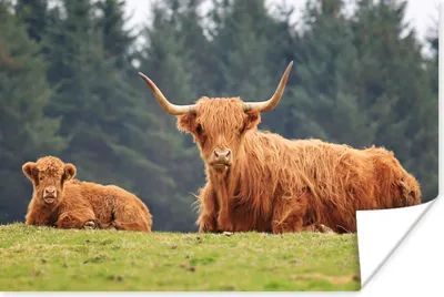 Produktbild von MuchoWow® Poster Schottische Highlander - Gras - Wald 180x120 cm - Fotoplakat