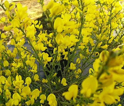 Immagine prodotto di Ginestra rampicante profumata Cytisus beanii Osiris piccolo arbusto 20 - 30 cm