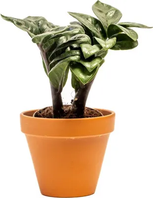 Obrázek produktu pro Gardners Zamioculcas zamiifolia Zenzi, průměr 9 cm