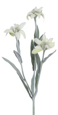 Produktbild von Kunstblume EDELWEISS mit 3 Blüten. Edelweiß ca 30cm.