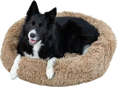 A black and white dog lying in a round, fluffy, light brown dog bed.