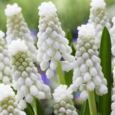 Produktbild von Muscari Blumenzwiebeln Zwiebeln Blumen Traubenhyazinthe Siberian Tiger 10 St.