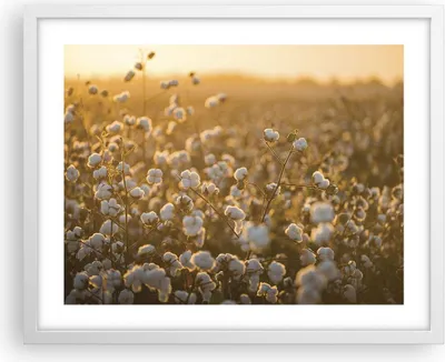 Produktbild von Gerahmtes Poster - Weißer Rahmen - Baumwolle Feld Acker - 50x40 cm - Wand Bild - Wanddeko - Wandbilder - Kunstposter - Wandposter - Bilderrahmen - Bilder - Kunstdruck - Wandbild - P2WAA50x40-4299
