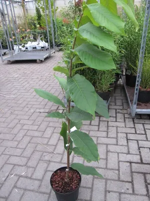 Produktbild von Asimina triloba Summer Delight - Indianerbanane Paupau (PawPaw) 80-100cm