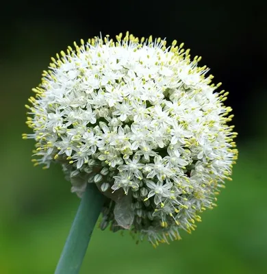 Obrázok produktu pre Allium hybr. – Allium hybrida 'Mount Everest' | v kvetináči