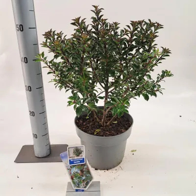 Immagine prodotto di Ilex meserveae Gentle ('Annys Dwarf'PBR) - Agrifoglio | 40-50 cm in vaso