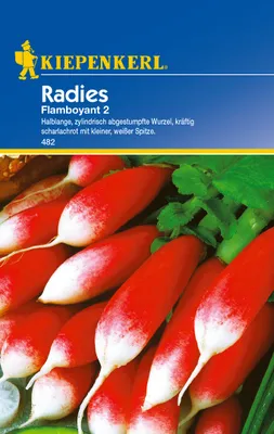 Produktbild von Kiepenkerl Radieschensamen Flamboyant 2