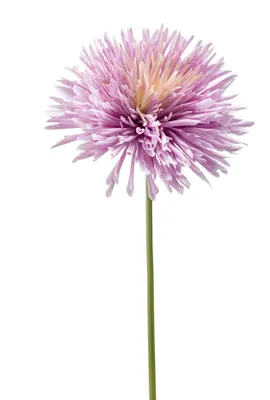 Produktbild von künstliche Chrysantheme lila H. 58cm Emerald Kunstblumen WA