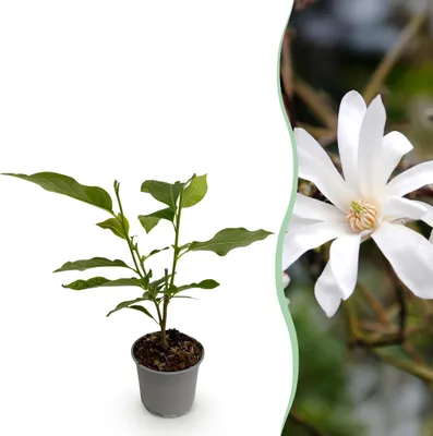 Image de Magnolia stellata - Fleur blanche - Feuilles caduques - Peu d'entretien - 30cm - Ø12cm - Plante de jardin