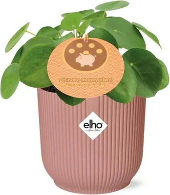 Produktbild von Chinesischer Geldbaum Pilea Peperomioides Zimmerpflanze 12cm Ziertopf Vibes Fold