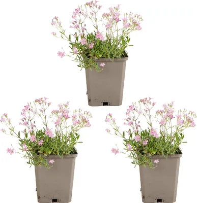 Zdjęcie produktu dla Bloomique - Zestaw 3 szt. - Gypsophila Repens Rosea - Łyszczec rozłogowy - Obficie kwitnący - Odporny na zimę - Bylina - 10-20 cm wysokości - doniczka 9 cm