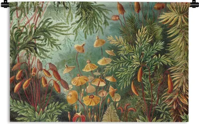Produktbild von MuchoWow® Wandteppich Wandbehang Alte Meister - Kunst - Muscinae - Haeckel 120x80 cm Tapisserie Dekoration Wandtuch - Wanddekorationen - Wandtücher
