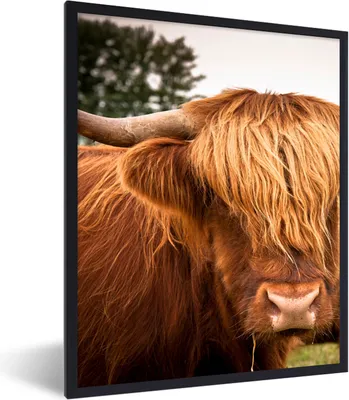 Produktbild von MuchoWow® Gerahmtes Poster Schottische Highlander - Braun - Gras 60x80 cm - Poster mit Schwarzem Bilderrahmen Wandposter Rahmen Foto Bilder - Premium - Wanddeko Wohnzimmer