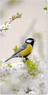 Produktbild von MuchoWow® 80x160 cm Outdoor-Poster Gartendeko Sichtschutz Garten Poster für den Garten  Vogel - Kohlmeise - Blumen - Blütenbaum
