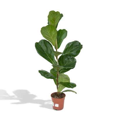 Produktbild von Meergroothandel Ficus Lyrata (Gummipflanze) - 75 cm, Ø 17 cm