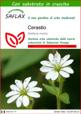 Immagine prodotto di SAFLAX  - Cerastio - 1000 semi - Con substrato - Stellaria