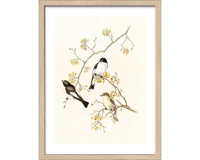 Produktbild von Gerahmtes Bild Birds II 33x43 cm
