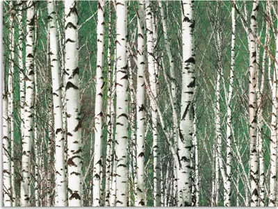 Produktbild von ARTland Wandbild Alu für Innen & Outdoor Birkenwald - Bäume Größe: 60x45 cm