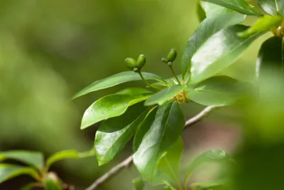 Produktbild von Nyssa sylvatica, Tupelobaum, 40–60 cm, leuchtend rote Herbstfärbung