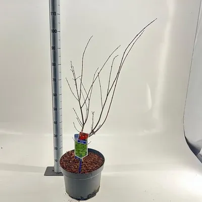 Produktbild von Acer shirawanum 'Jordan' - Fächerahorn | 60-80 cm im Topf