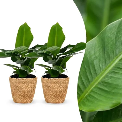 Produktbild von Musa Oriental Dwarf – Zwergbanane – 2 Pflanzen – mit Seegras-Korb - 30cm - Ø12cm