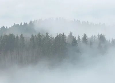 Produktbild von A.S. Création Fototapete Designwalls Waldtapete blau grau weiß Vlies glatt