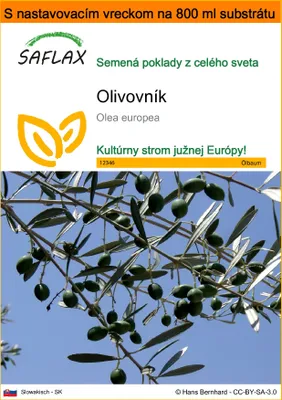 Obrázok produktu pre SAFLAX Garden in the bag - olivovník - Olea europea - 20 Semená - S pestovateľským substrátom v praktickom samostaviteľnom vrecku