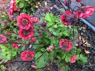 Zdjęcie produktu dla 6 x Geum riv. 'Flames of Passion'® - Nelkenwurz - Topf 9x9 cm