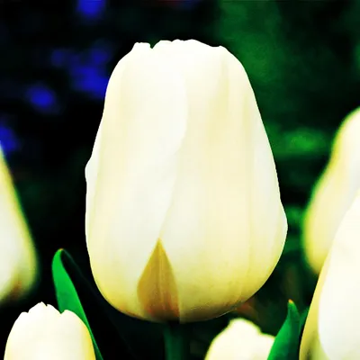 Obrázok produktu pre Tulipány Kvetinové cibuľky Cibuľky Kvety Tulipán New York 5 ks.