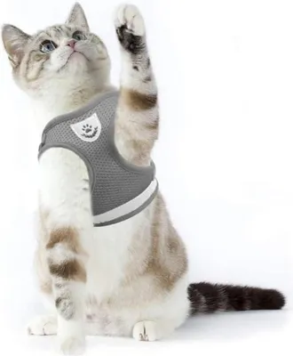 Image de Supet Harnais pour chats avec laisse anti-fugue réglable S Gris