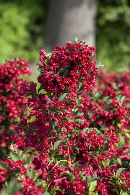 Produktbild von Weigela 'Eva Rathke', Weigelie, karminrot, 15–20 cm