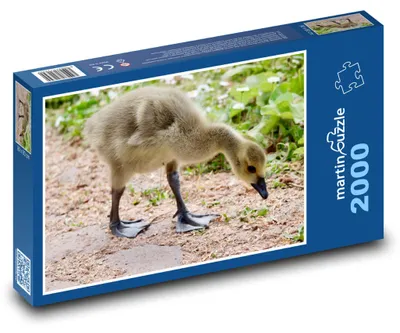 Zdjęcie produktu dla Puzzle 2000 Pisklę bernikli kanadyjskiej - martinpuzzle