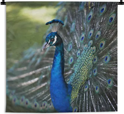 Produktbild von MuchoWow® Wandteppich Wandbehang Pfau - Vögel - Blau 60x60 cm Tapisserie Dekoration Wandtuch - Dekorationen - Wand Decke