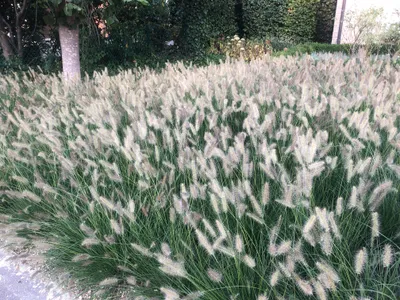 Immagine prodotto di 6 x Pennisetum Alopecuroides 'Hameln' - Alga bassa - Vaso 9cm x 9cm