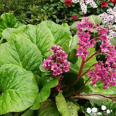 Produktbild von Zierstaude Gartenpflanze Bergenia Cordifolia - Herzblatt-Bergenie Topf 1 St.