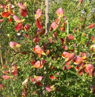 Obrázok produktu pre Cytisus scoparius 'Palette' Besenginster gelb 40 - 60 cm