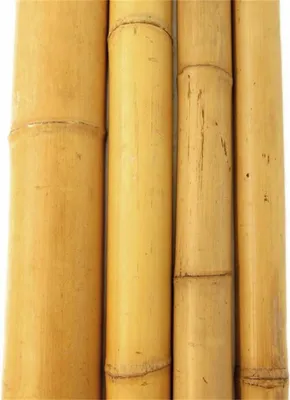 Produktbild von Pflanzstab aus Bambus, 180 cm hoch, 4-5 cm Durchmesser, für Kletterpflanzen
