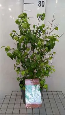 Zdjęcie produktu dla Styrax japonicus - Storaks japoński 50-60 cm - Pojemnik