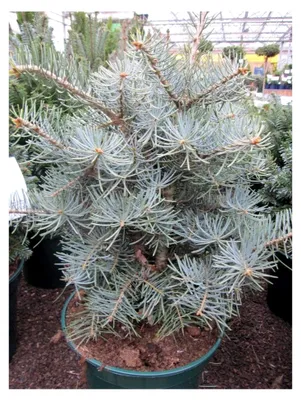 Produktbild von Abies concolor Compacta - Zwerg-Grautanne - Coloradotanne 40-50 cm